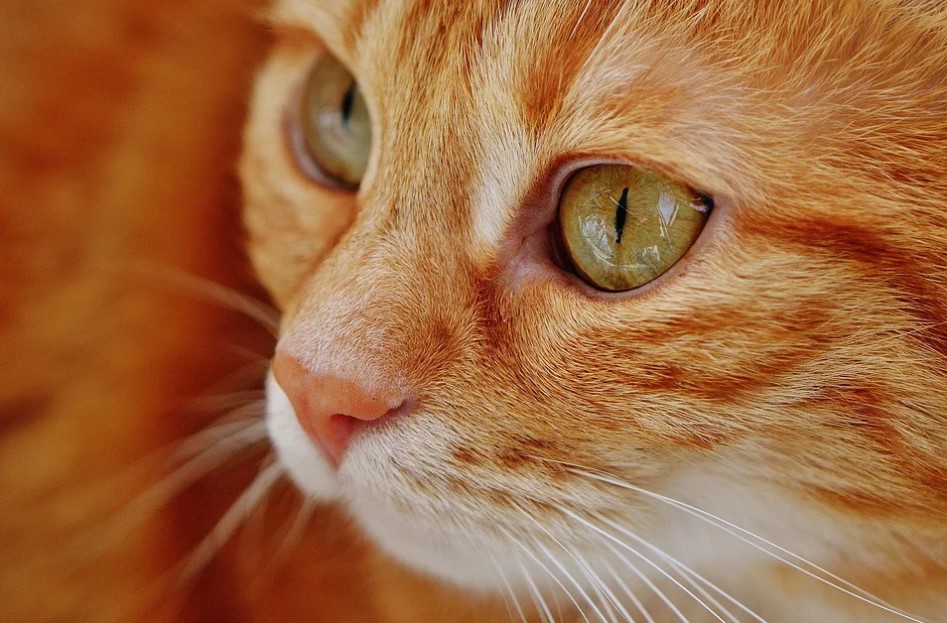 understanding cat behavior best cat food for sensitive stomach and urinary health_Cat Zoomies