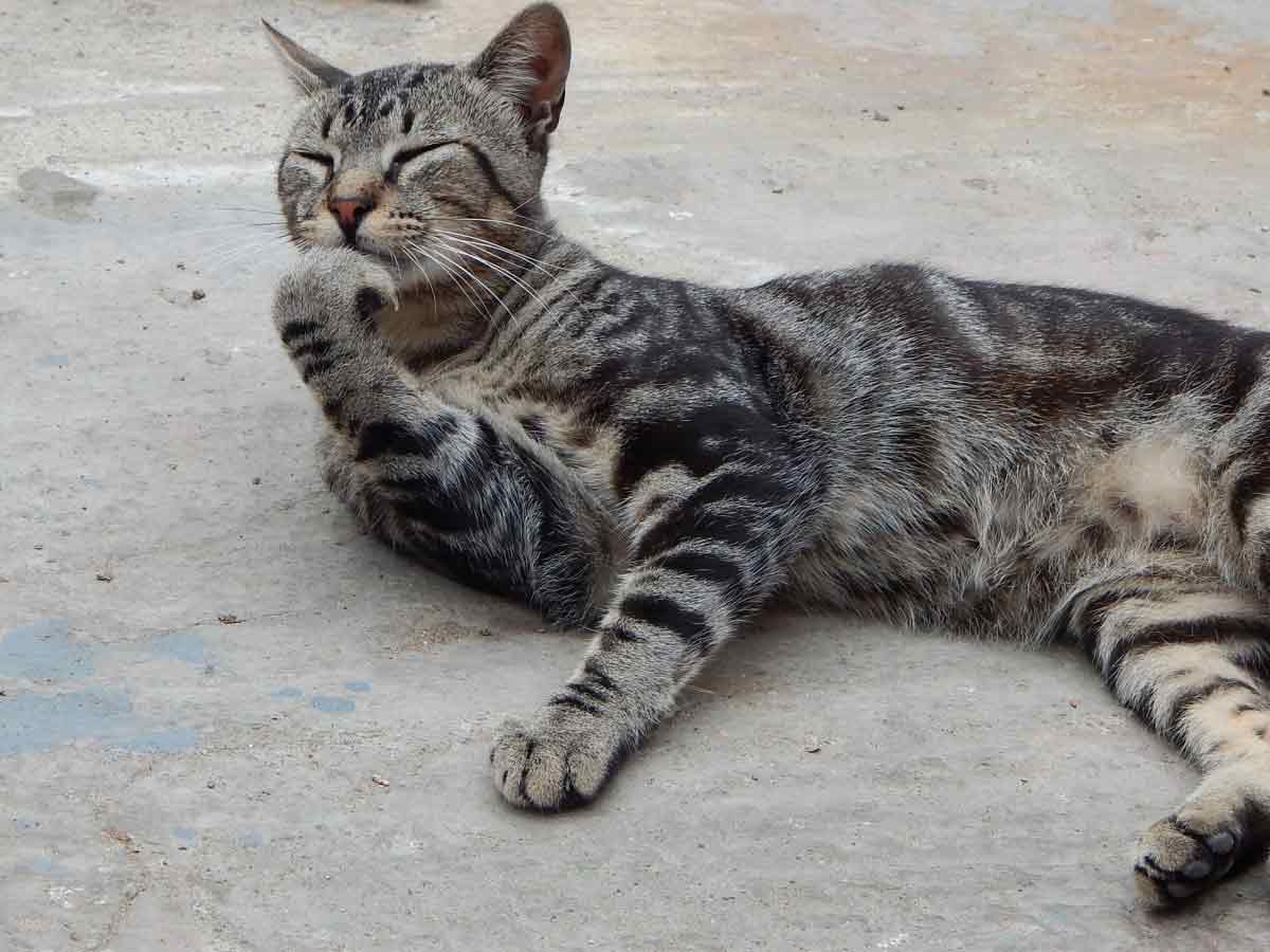 Why is My Cat’s Back Twitching: Signs, Causes, Solutions