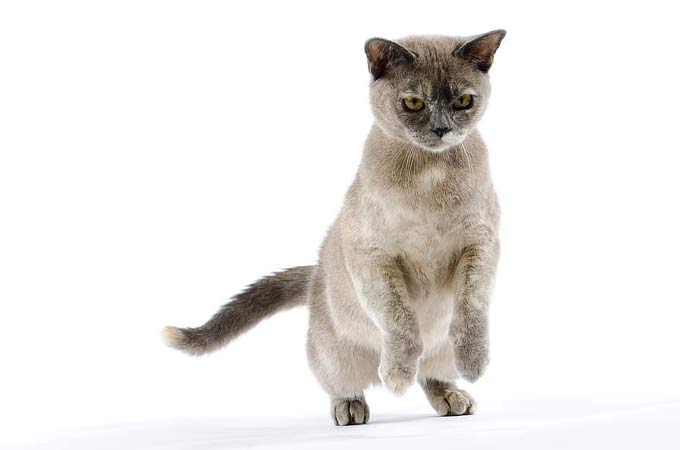 how to get my cat to stop jumping on the counter best cat food for sensitive stomach vomiting_cats chirp chatter_Cat Tails Shake_cats knead