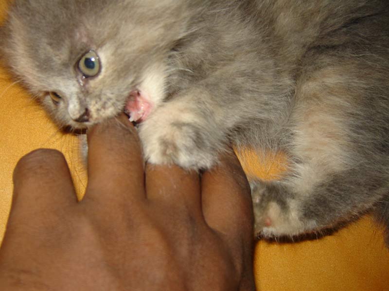 How to Train A Cat Not to Bite Your Hand or Skin