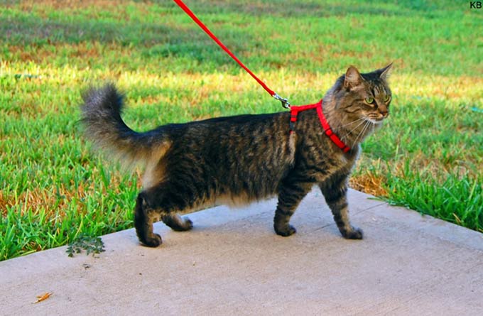 10 Tips How to Train A Cat to Walk On a Leash in A Week