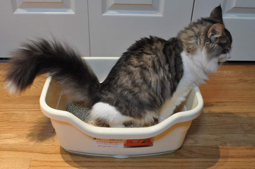 10 Steps How to Train A Kitten to Use A Litter Box in a Week