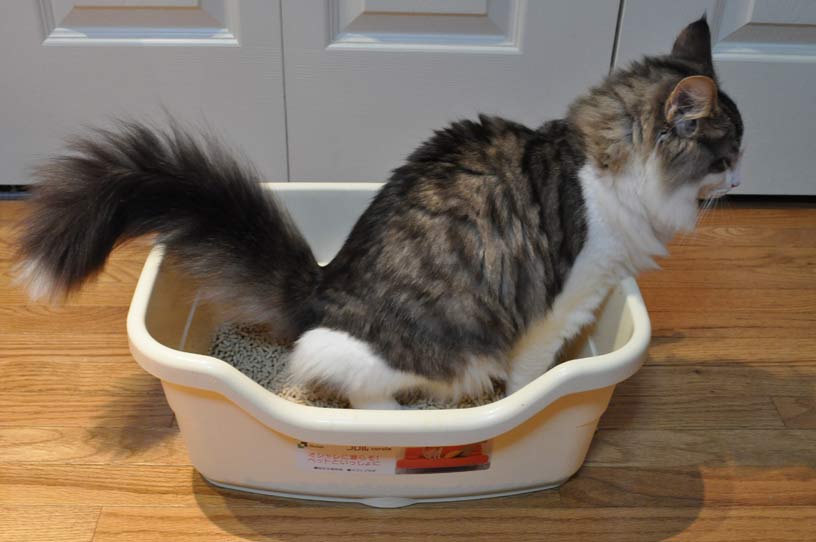 how to train a kitten to use a litter box_Cat Behaviors Explained_cat personalities