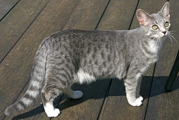 Why Don’t Cats Like Their Belly Touched? Language of Love