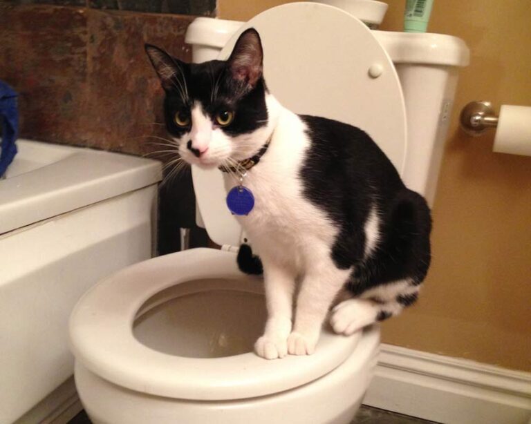 How to Easily Train Your Cat to Use Toilet in One Week CatBounty
