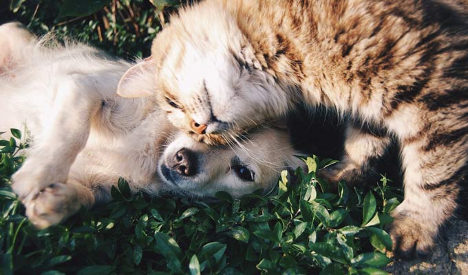 8 Tips on Introducing A New Dog to A Cat Step By Step