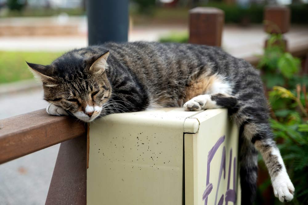everything you need to know about owning a cat_do cats feel lonely without other cats_cats like sitting on laps