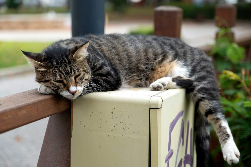 Do Cats Feel Lonely without Other Cats? 6 Signs of Loneliness