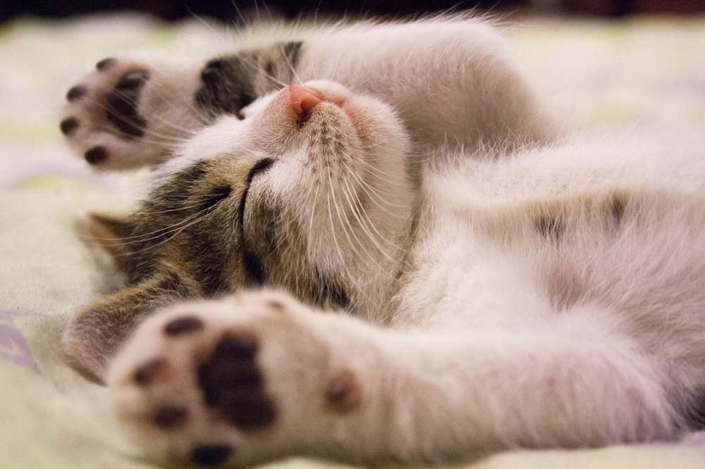 Feline Pheromones: 12 Ways Calming Cat Pheromones Work