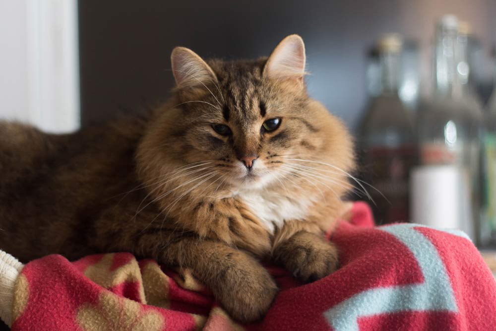 Why is My Cat Staring At Me from Across The Room?