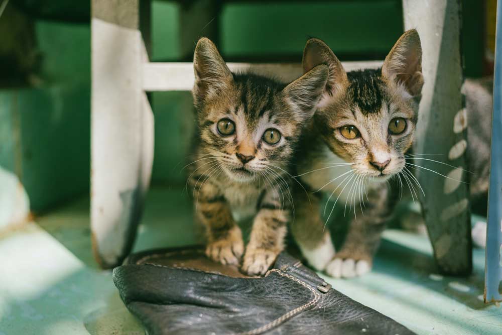 How To Take Care Of A Kitten: A Guide For New Pet Owners