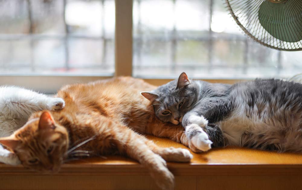 Why Does My Cat Always Want To Cuddle? Signs, Solution
