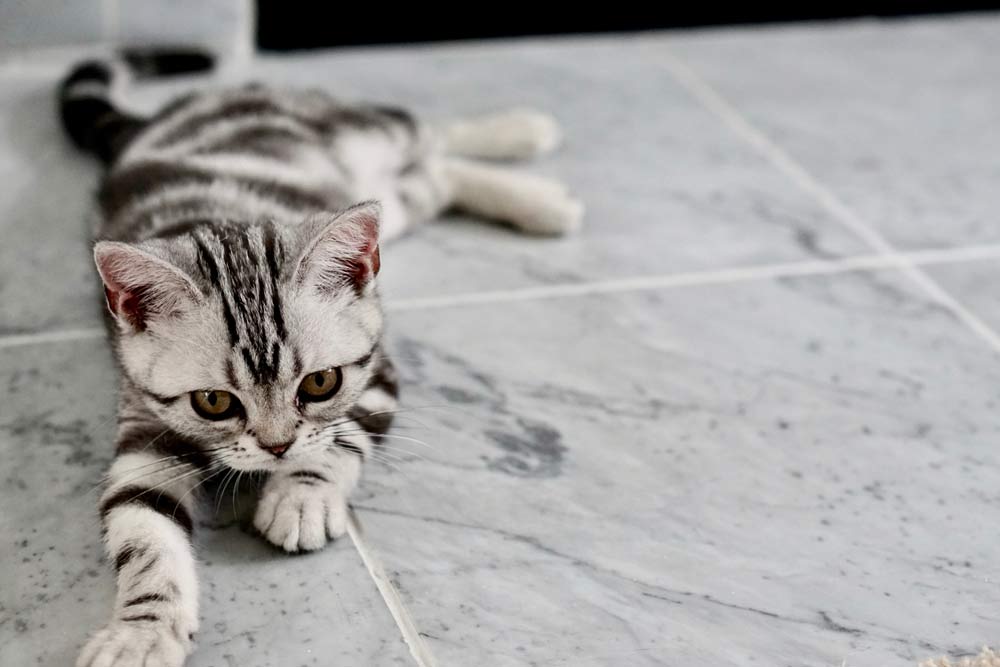 Cat Feeding: Tips, Guide, FAQs, Chart for Kittens to Veterans