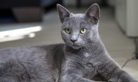 Blue Cat Breeds Short Long hair_clingy cat