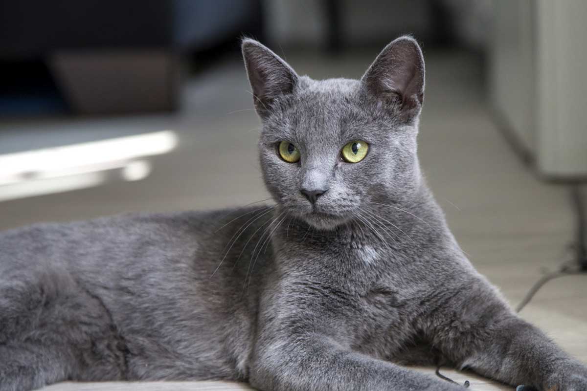 Blue Cat Breeds Short Long hair_clingy cat