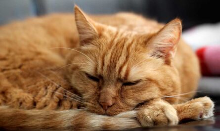 Facts About Orange Tabby Cat_Cat Bored