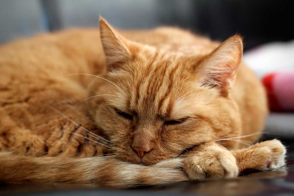 Facts About Orange Tabby Cat_Cat Bored