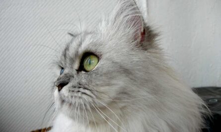 Himalayan Cat Breed Profile_Signs Your Cat is Lonely