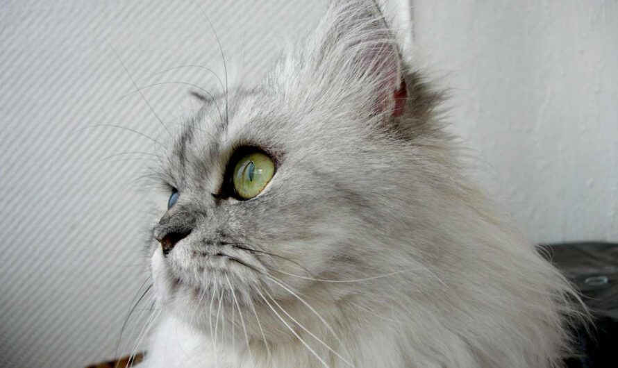 Himalayan Cat Breed: Profile, Traits, Behavior, Care, Training