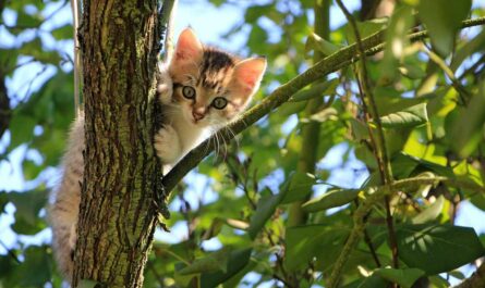 How To Introduce a Kitten to a Cat_How To Socialize a Kitten