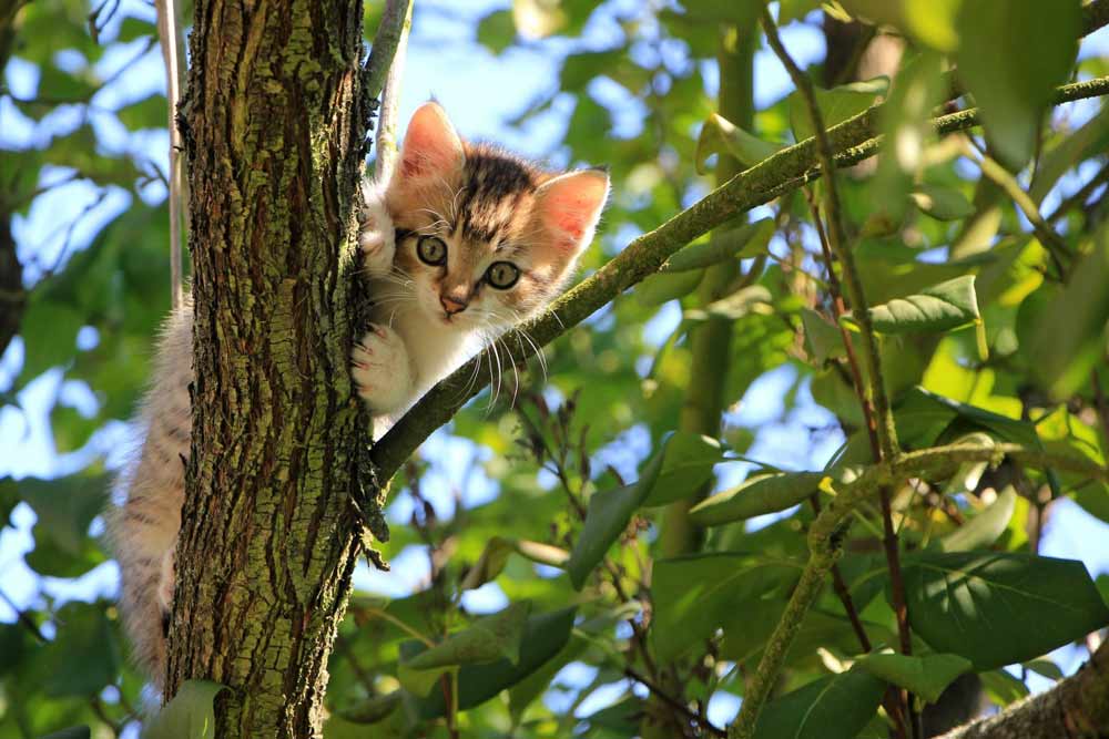 How To Introduce a Kitten to a Cat_How To Socialize a Kitten