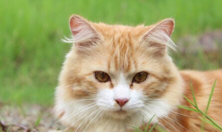 Interesting Facts about Cream Cute Tabby Cat_Stress in Cats