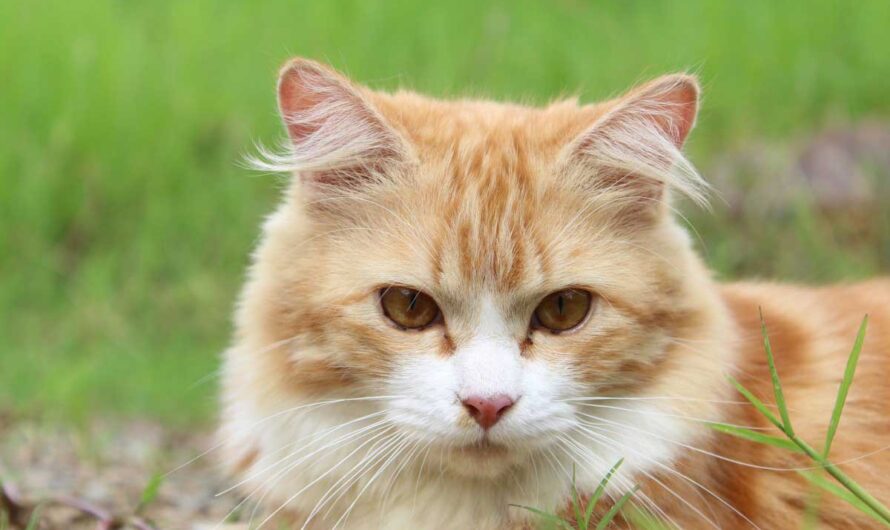 11 Interesting Facts about a Cream Cute Tabby Cat