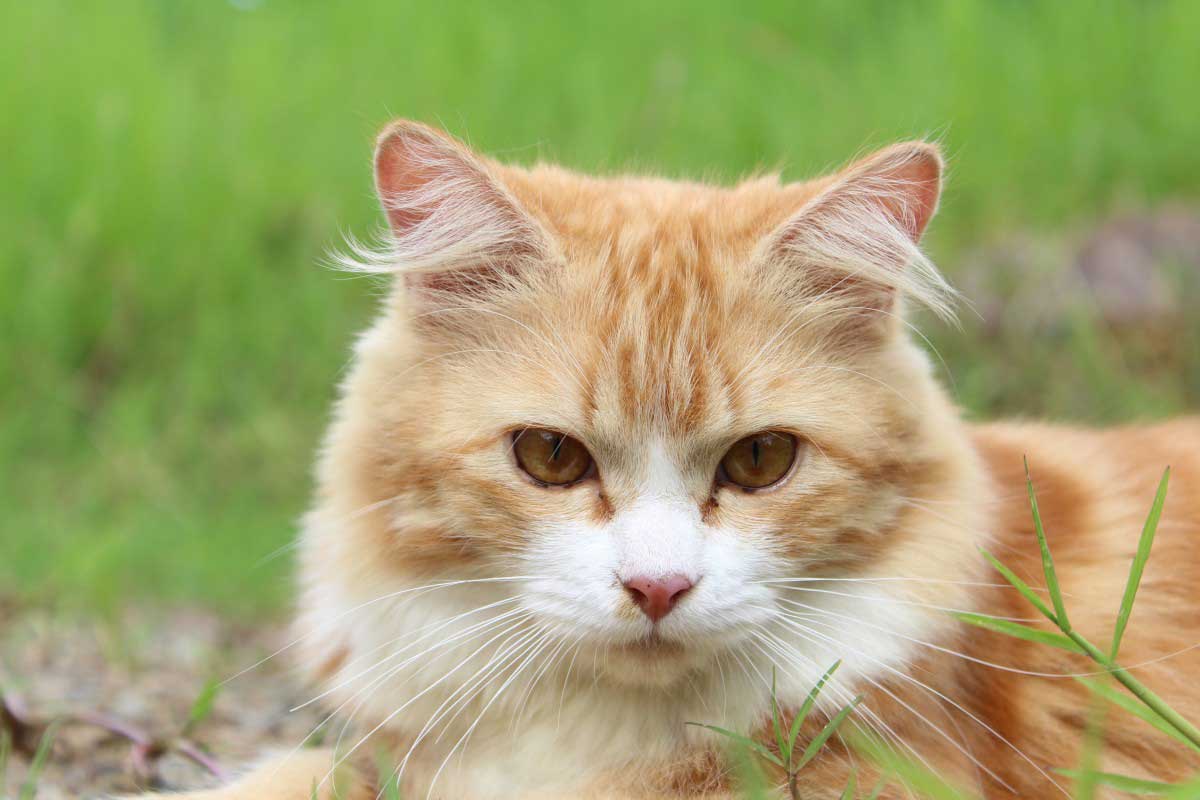 Interesting Facts about Cream Cute Tabby Cat_Stress in Cats