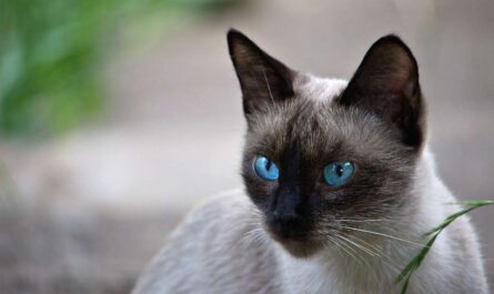 Interesting Facts about Siamese Cats_why is my cat making weird purring noises