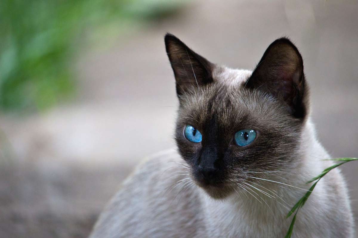 Interesting Facts about Siamese Cats_why is my cat making weird purring noises