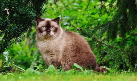 Light Brown Beige Cream Cat Breeds_Cats Overgroom