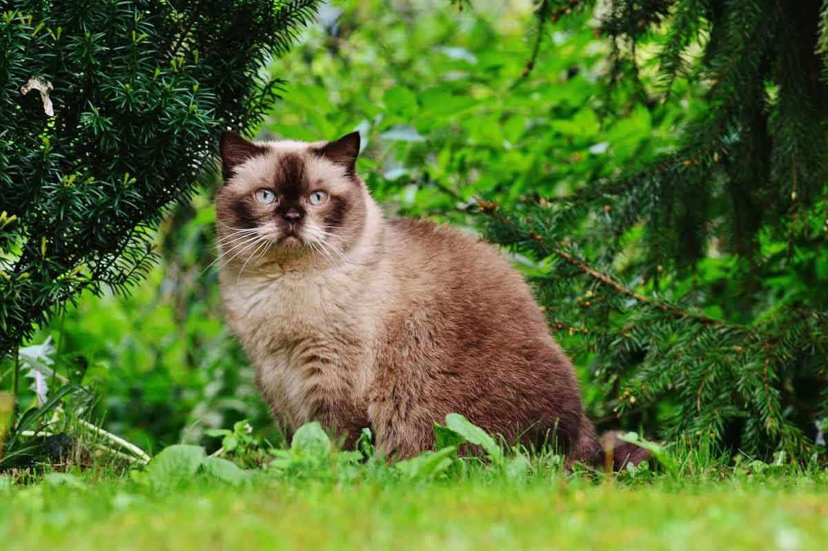 Light Brown Beige Cream Cat Breeds_Cats Overgroom