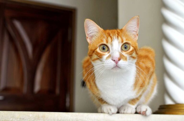 Neutering Male Cats Behavior and Recovery Guide CatBounty