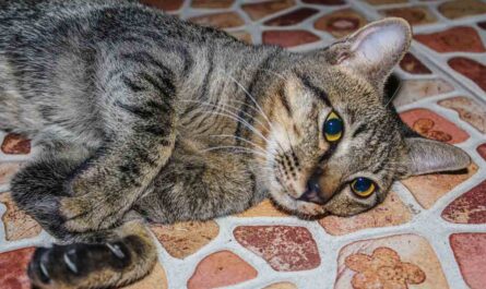 Symptoms of A Dead Kitten Inside A Cat_regain cat's trust after hitting it