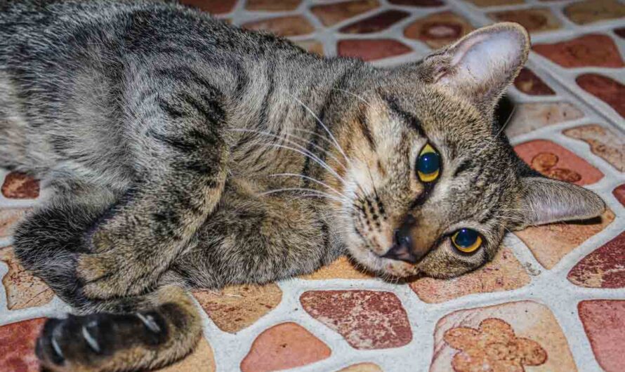 13 Common Symptoms of A Dead Kitten Inside A Cat