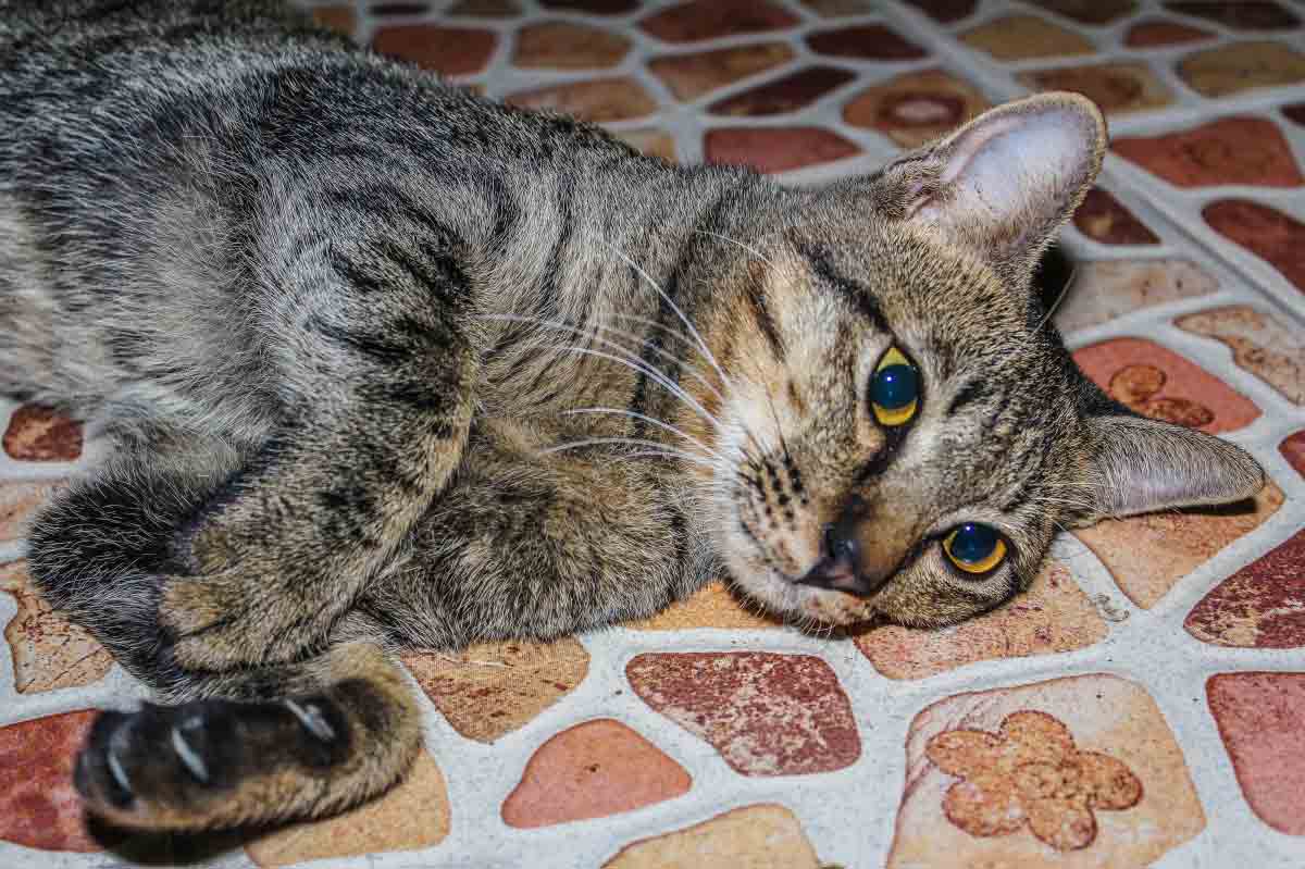 Symptoms of A Dead Kitten Inside A Cat_regain cat's trust after hitting it