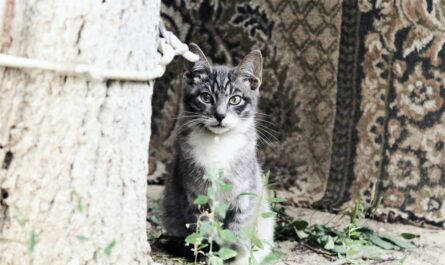 Why Does My Cat Poop on My Bed_Signs Your Cat May be in Pain