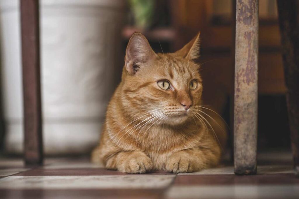 Why is My Cat Panting? Symptoms, and Treatment CatBounty