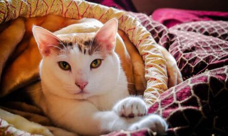 health and care tips for new cat owners