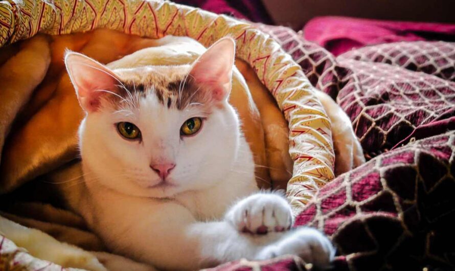 23 Essential Health and Care Tips for New Cat Owners