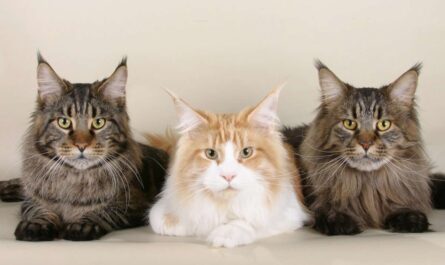 maine coon breed profile_Cat Territory Marking