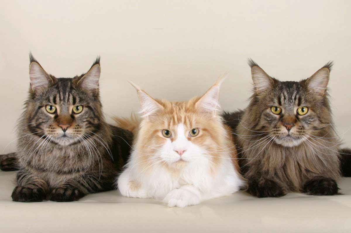 maine coon breed profile_Cat Territory Marking