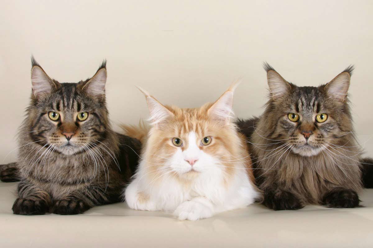 maine coon breed profile_Cat Territory Marking_how can you tell if your cat is a maine coon