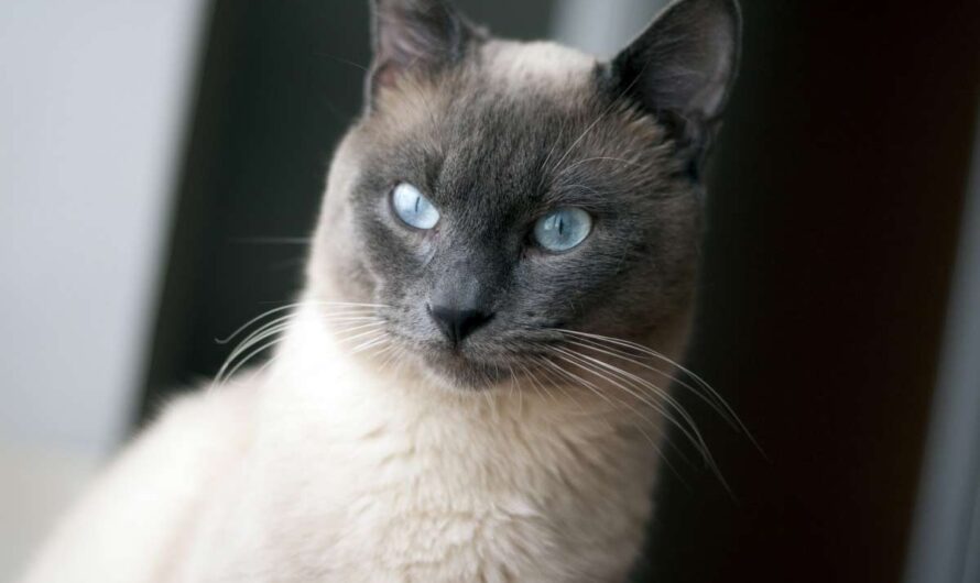 How Many Types Colors of Siamese Cats Are There?