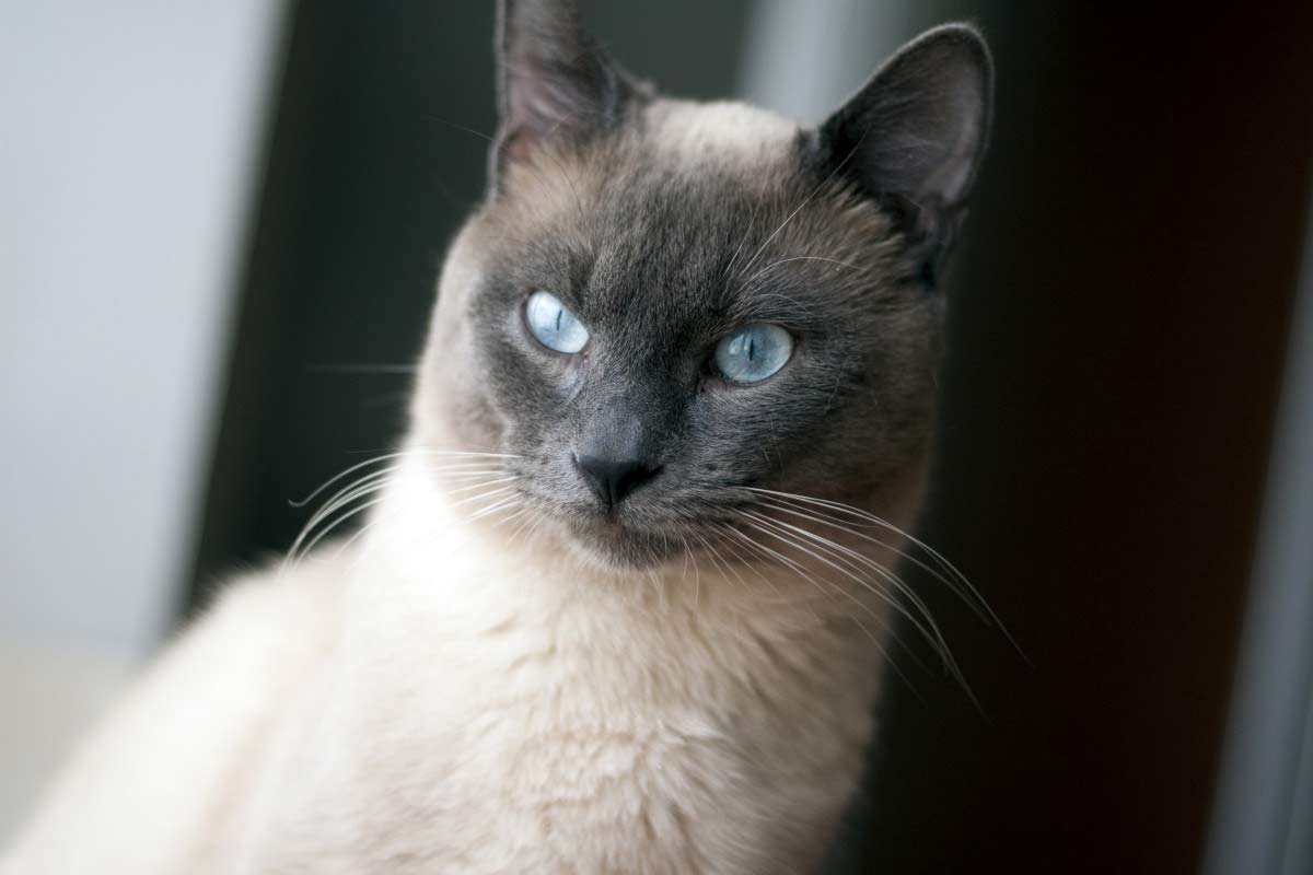 types of siamese cats