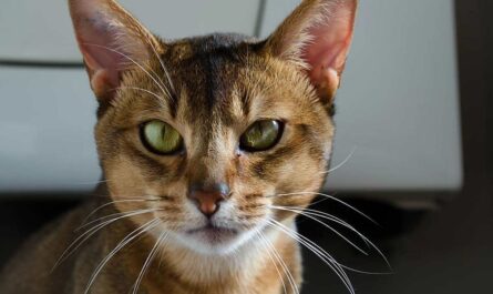Abyssinian Cat Breed_why is my cat making a weird vibrating noise