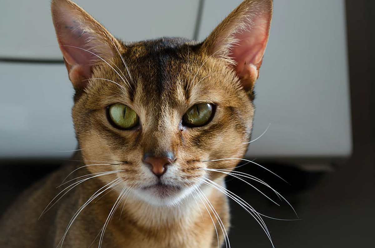 Abyssinian Cat Breed_why is my cat making a weird vibrating noise