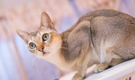 Australian Mist Cat Breed_petting a scared cat