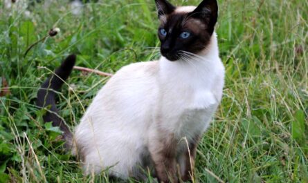 Balinese Cat Breed_Facts About Feral Cats