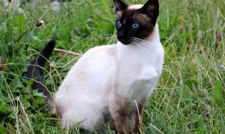 Balinese Cat Breed: Profile, Traits, Personality, Care, Facts